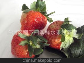 草莓供应商与批发市场价格分析